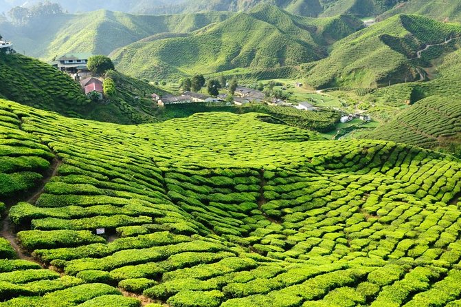 🌿 Singapore to Cameron Highlands: $999 (One-Way) / $1,799 (Round-Trip)